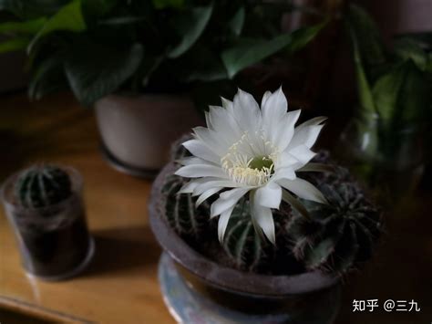 仙人球开花寓意|仙人球开花好兆头，人生的幸运！